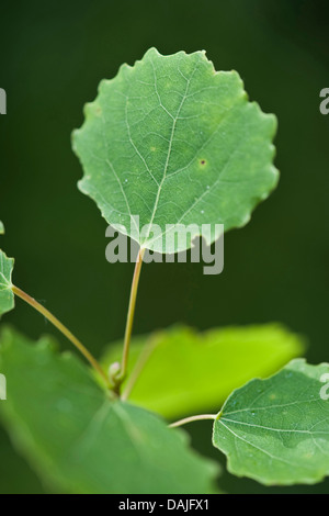 Europäische Espe (Populus Tremula), Blätter an einem Ast, Deutschland Stockfoto