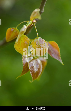 Europäische Espe (Populus Tremula), junge Blätter an einem Baum, Deutschland Stockfoto