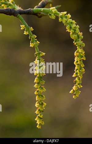 Europäische Aspen (Populus Tremula), weiblichen Blütenstände, Deutschland Stockfoto