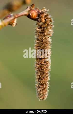 Europäische Aspen (Populus Tremula), männlicher Blütenstand, Deutschland Stockfoto