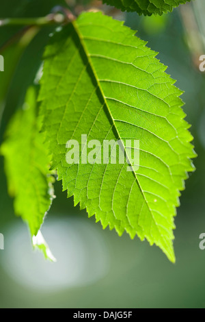 Wildkirsche, Süßkirsche, Gean, Mazzard (Prunus Avium), Blatt an einem Baum bei Gegenlicht, Deutschland Stockfoto