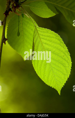 Wildkirsche, Süßkirsche, Gean, Mazzard (Prunus Avium), Blätter an einem Baum bei Gegenlicht, Deutschland Stockfoto