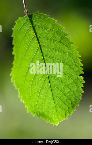 Wildkirsche, Süßkirsche, Gean, Mazzard (Prunus Avium), Blatt an einem Baum bei Gegenlicht, Deutschland Stockfoto