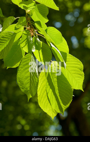 Wildkirsche, Süßkirsche, Gean, Mazzard (Prunus Avium), Blätter an einem Baum bei Gegenlicht, Deutschland Stockfoto