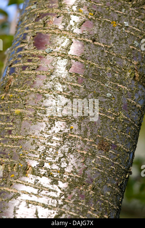 Wildkirsche, Süßkirsche, Gean, Mazzard (Prunus Avium), Rinde, Deutschland Stockfoto