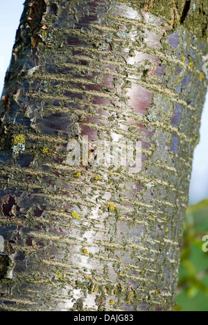 Wildkirsche, Süßkirsche, Gean, Mazzard (Prunus Avium), Rinde, Deutschland Stockfoto