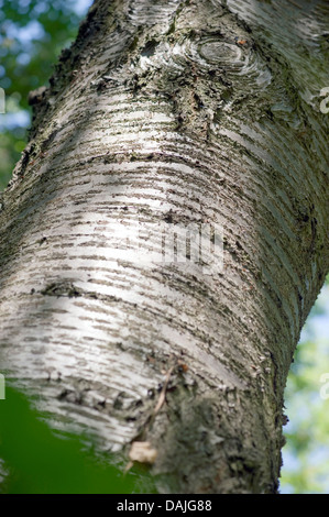 Wildkirsche, Süßkirsche, Gean, Mazzard (Prunus Avium), Rinde, Deutschland Stockfoto