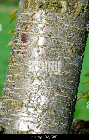 Wildkirsche, Süßkirsche, Gean, Mazzard (Prunus Avium), Rinde, Deutschland Stockfoto