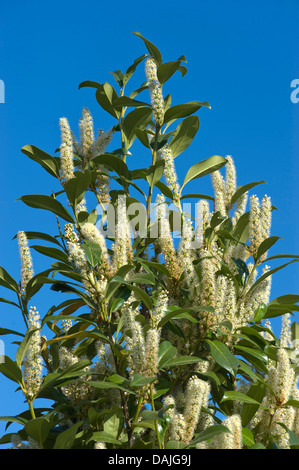 Kirschlorbeer (Prunus Laurocerasus), blühen, Deutschland Stockfoto