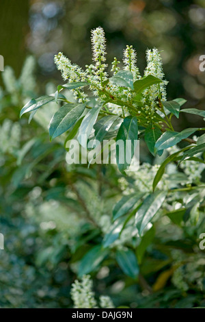 Kirschlorbeer (Prunus Laurocerasus), blühenden Zweig, Deutschland Stockfoto