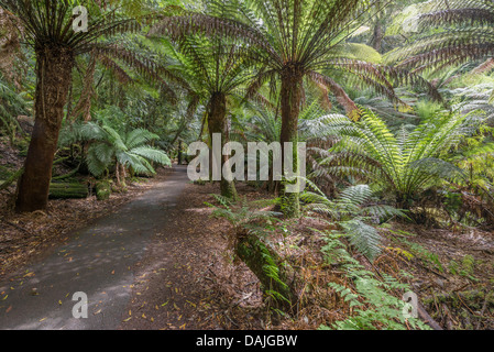 Sonnenlicht strömt durch einen Wald von Farnen auf eine walking track in Tasmaniens Mt Field National Park Stockfoto