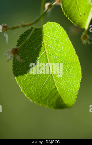 parfümierte Kirsche, St Lucie Kirsche (Prunus Mahaleb), Blatt an einem Baum bei Gegenlicht, Deutschland Stockfoto