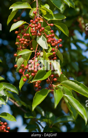 wilde Kirsche (Prunus Serotina), Zweig mit unreifen Früchten, Deutschland Stockfoto
