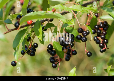 wilde Kirsche (Prunus Serotina), Reife Früchte auf einem Ast, Deutschland Stockfoto