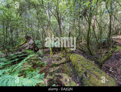 Sonnenlicht strömt durch einen Wald von Farnen auf eine walking track in Tasmaniens Mt Field National Park Stockfoto