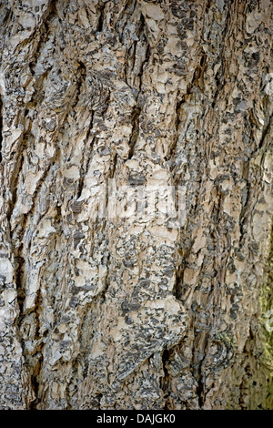 Douglasie (Pseudotsuga Menziesii), Rinde Stockfoto