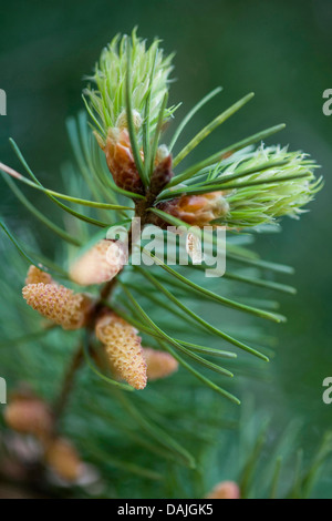 Douglasie (Pseudotsuga Menziesii), Zweig mit männlichen Blüten und junge Nadeln Stockfoto