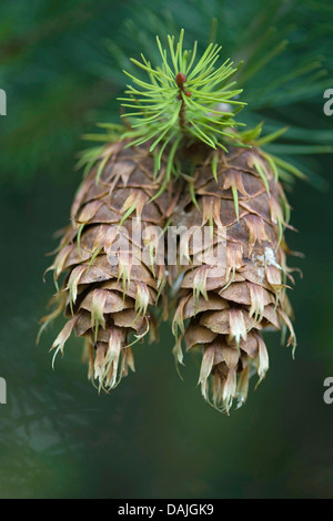 Douglasie (Pseudotsuga Menziesii), Zweig mit reifen Zapfen Stockfoto