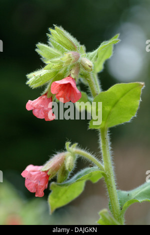 Rote Lungenkraut (Pulmonaria Rubra), blühen, Deutschland Stockfoto