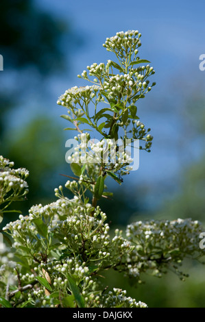 Feuer-Thorn, scarlet Firethorn, brennenden Dornbusch (Pyracantha Coccinea), blühender Zweig Stockfoto