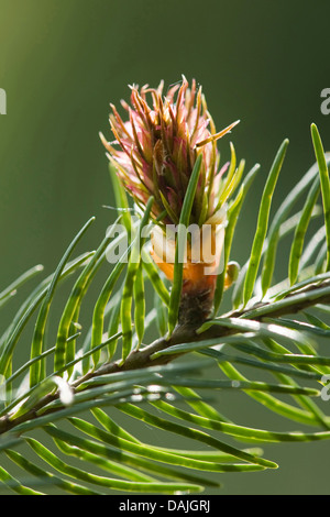 Douglasie (Pseudotsuga Menziesii), junge Kegel Stockfoto