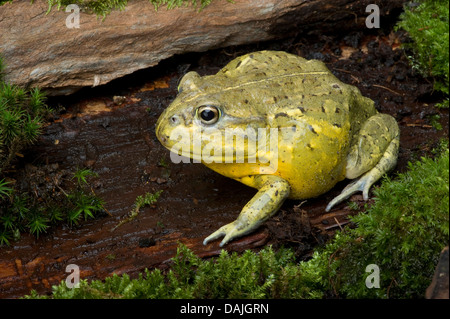 Tschudi der afrikanische Ochsenfrosch, Gaint Bull Frog (Pyxicephalus Adspersus) auf bemoosten Ast Stockfoto