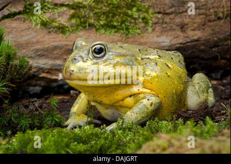 Tschudi der afrikanische Ochsenfrosch, Gaint Bull Frog (Pyxicephalus Adspersus), auf moosigen Holz Stockfoto
