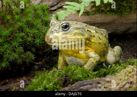 Tschudi der afrikanische Ochsenfrosch, Gaint Bull Frog, afrikanische Ochsenfrosch (Pyxicephalus Adspersus, Afrikanischer Grabfrosch), auf Moos Stockfoto