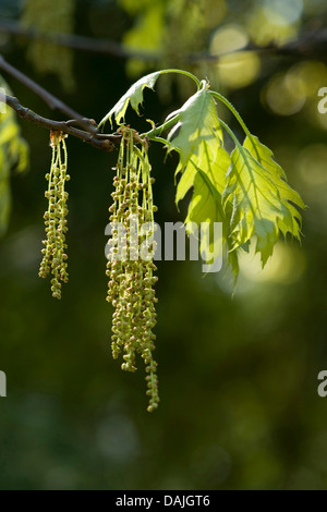 nördliche rote Eiche (Quercus Rubra), Zweig mit männlichen Kätzchen und junge Blätter Stockfoto