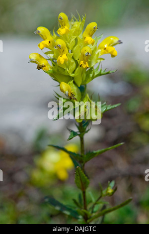 Begrannte gelb-Rassel (Rhinanthus Cyclopoida), blühen, Deutschland, Nebelhorn Stockfoto