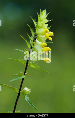 Begrannte gelb-Rassel (Rhinanthus Cyclopoida), blühen, Deutschland Stockfoto