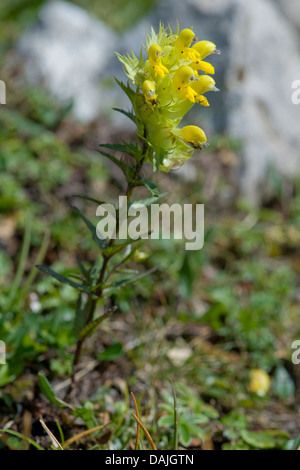 Begrannte gelb-Rassel (Rhinanthus Cyclopoida), blühen, Deutschland Stockfoto