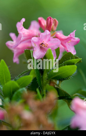 behaarte Alpenrose (Rhododendron Hirsutum), Blütenstand, Schweiz Stockfoto