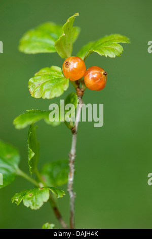 Alpenjohannisbeere (Ribes Alpinum), Zweig mit Früchten, Deutschland Stockfoto