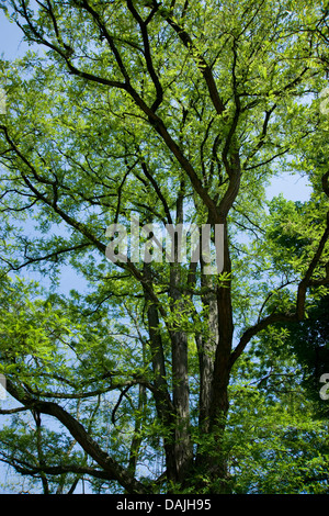 Robinie, gemeinsame Heuschrecke, Robinie (Robinia Pseudo-Akazie, Robinia Pseudoacacia Robinia Pseudacacia), Baum im Sommer, Deutschland Stockfoto