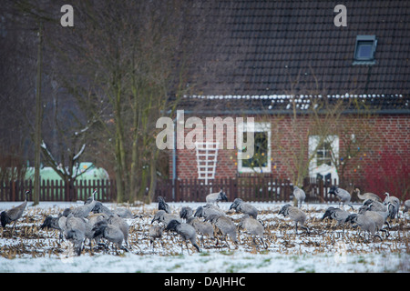 Kranich, eurasische Kranich (Grus Grus), strömen auf der Wiese vor einem Haus, Deutschland, Niedersachsen, Oppenweher Moor Stockfoto