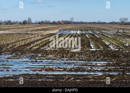 Stoppelfeld in ehemaligen Oppenweher Moor, Deutschland, Niedersachsen, Oppenwehe Stockfoto