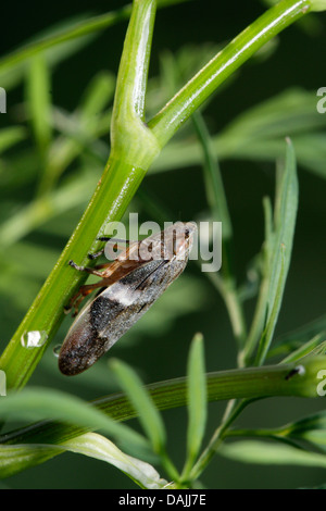 Erle Blutzikade (Aphrophora Alni), ein Werk, Deutschland, Bayern Stockfoto