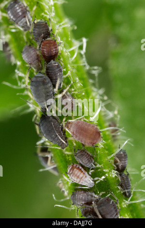 schwarze Bohnen-Blattlaus (Aphis Fabae), Blackfly auf Labkraut, Deutschland, Bayern Stockfoto