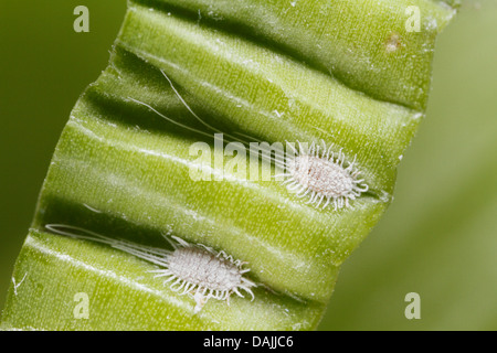 Longtailed Schmierlaus (Pseudococcus Longispinus), zwei Wollläusen in den Falten der eine Orchidee Blatt, Deutschland, Bayern Stockfoto