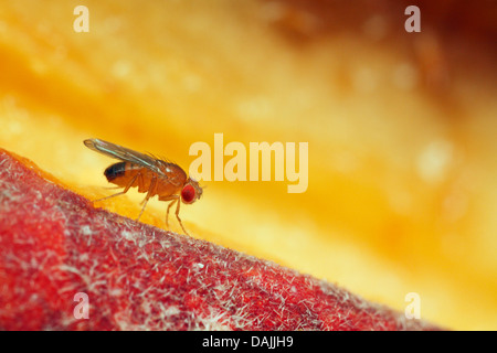 Essig-fliegen, Obst fliegen (Drosophila Melanogaster), Obst fliegen auf einem Pfirsich, Deutschland, Bayern Stockfoto