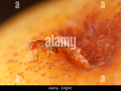Essig fliegen, Fruchtfliege (Drosophila Melanogaster), Fruchtfliege auf eine Birne, Deutschland, Bayern Stockfoto