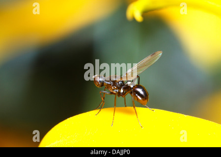 schwarzen Scavenger fliegen (Sepsiden), schwarze Scavenger fliegen auf eine gelbe Blume, Deutschland, Bayern Stockfoto