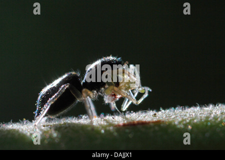 Zebra-Jumper (Salticus Scenicus), mit Beute, Deutschland, Bayern Stockfoto