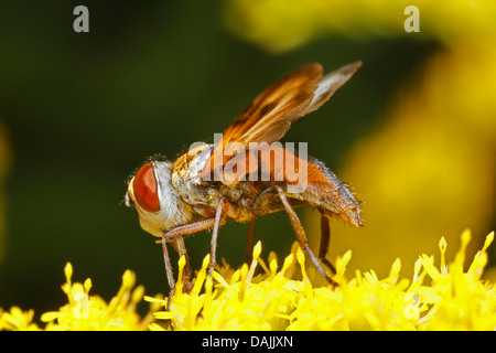 Tachinid Fliege (Ectophasia Crassipennis), auf gelben Blüten, Deutschland, Bayern Stockfoto