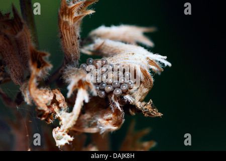 Wanzen, wahre Wanzen (Heteroptera (Hemiptera)), Tru Fehler Eiern, Deutschland, Bayern Stockfoto