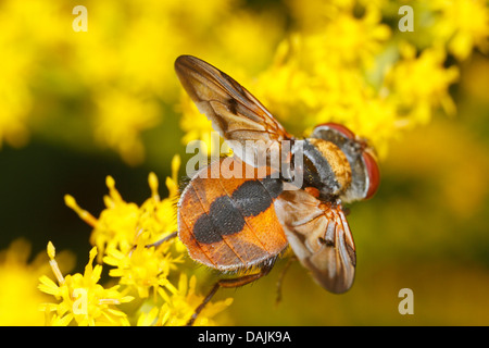 Parasit-fliegen (Phasia Hemiptera, Alophora Hemiptera), Phasia Hemiptera Goldrute, Deutschland, Bayern Stockfoto