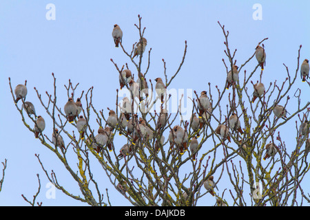 Böhmische Seidenschwanz (Bombycilla Garrulus), Herde sitzen in einer Kastanie, Deutschland, Bayern Stockfoto