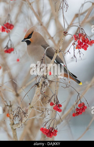 Böhmische Seidenschwanz (Bombycilla Garrulus), sitzt auf einem Zweig zwischen roten Früchten ein Viburnum, Deutschland, Bayern Stockfoto