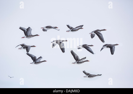 Graugans (Anser Anser), kleinen Gruppe fliegen, Deutschland, Bayern Stockfoto